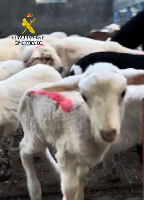 La Guardia Civil recupera más de 200 ejemplares de ganado ovino y esclarece cerca de una decena de hurtos cometidos en una explotación ganadera de Lorca - 3, Foto 3