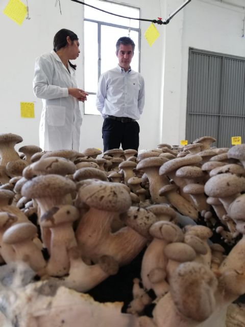 La Región inicia el cultivo comercial de setas ecológicas de cardo - 1, Foto 1