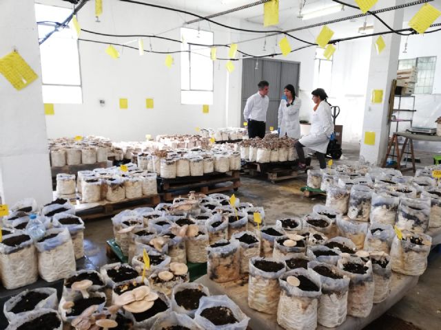La Región inicia el cultivo comercial de setas ecológicas de cardo - 2, Foto 2