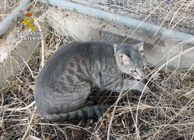 La Guardia Civil investiga a dos personas por delitos de abandono y maltrato animal - 2, Foto 2