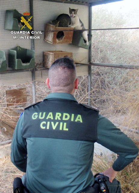 La Guardia Civil investiga a dos personas por delitos de abandono y maltrato animal - 3, Foto 3