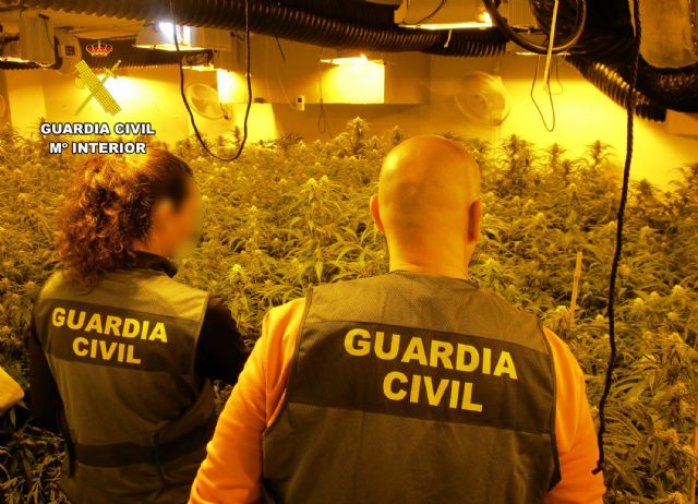 La Guardia Civil desarticula en San Javier un grupo delictivo dedicado al cultivo ilícito de marihuana - 3, Foto 3