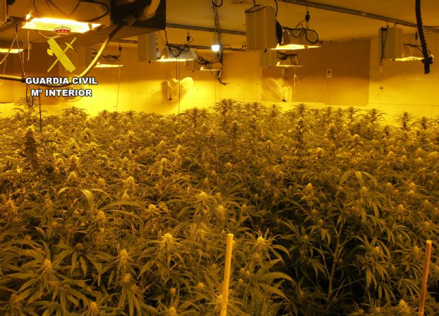 La Guardia Civil desarticula en San Javier un grupo delictivo dedicado al cultivo ilícito de marihuana - 4, Foto 4