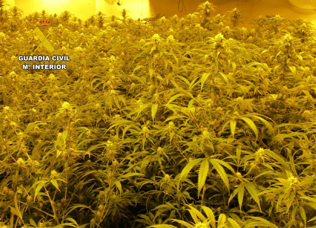 La Guardia Civil desarticula en San Javier un grupo delictivo dedicado al cultivo ilícito de marihuana - 5, Foto 5
