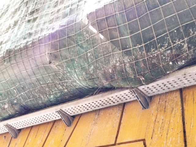 El Partido Cantonal pide la limpieza de excrementos y basura en los edificios municipales abandonados - 3, Foto 3