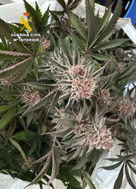 La Guardia Civil desarticula un grupo criminal y detiene a sus 11 miembros por delitos de cultivo y tráfico de droga - 3, Foto 3