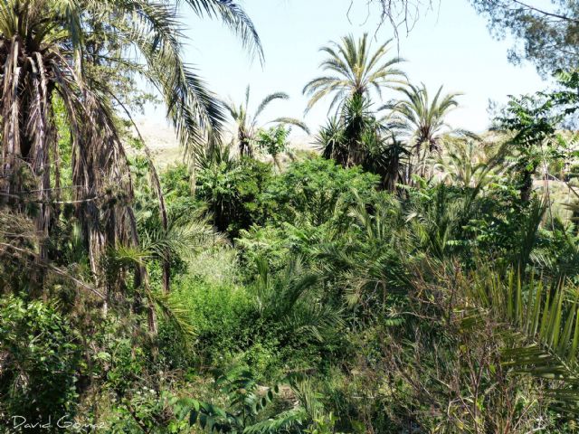 IU-Verdes Lorca pide al Ayuntamiento que adquiera el cortijo del Escarambrujo para crear un jardín botánico y un museo etnográfico y del agua - 1, Foto 1