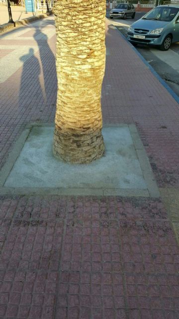 Ciudadanos San Pedro exige explicaciones al Consistorio por “condenar a la extinción” a las palmeras del paseo marítimo de Villananitos - 1, Foto 1