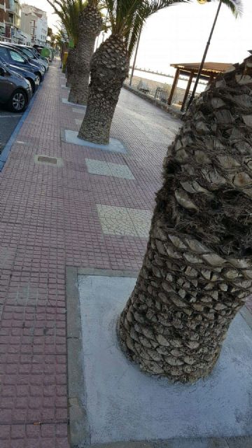 Ciudadanos San Pedro exige explicaciones al Consistorio por “condenar a la extinción” a las palmeras del paseo marítimo de Villananitos - 2, Foto 2