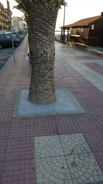 Ciudadanos San Pedro exige explicaciones al Consistorio por “condenar a la extinción” a las palmeras del paseo marítimo de Villananitos - 3, Foto 3