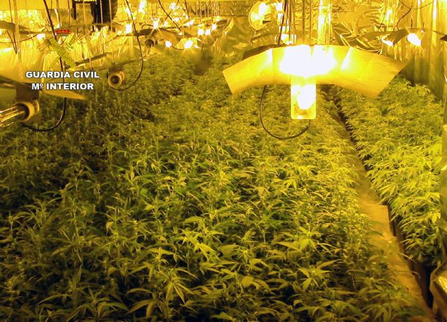 La Guardia Civil se incauta de más de 2.000 plantas de marihuana en dos chalets de Molina de Segura - 3, Foto 3