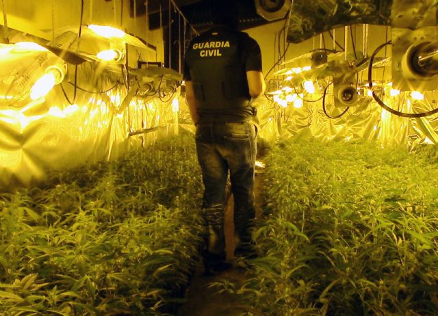 La Guardia Civil se incauta de más de 2.000 plantas de marihuana en dos chalets de Molina de Segura - 4, Foto 4