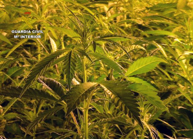 La Guardia Civil se incauta de más de 2.000 plantas de marihuana en dos chalets de Molina de Segura - 5, Foto 5