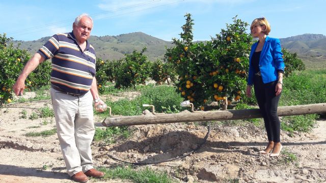 Arrancan y roban un kilómetro de tendido eléctrico en Morata y fuerzan una veintena de casetas agrícolas en la pedanía de Ramonete - 2, Foto 2
