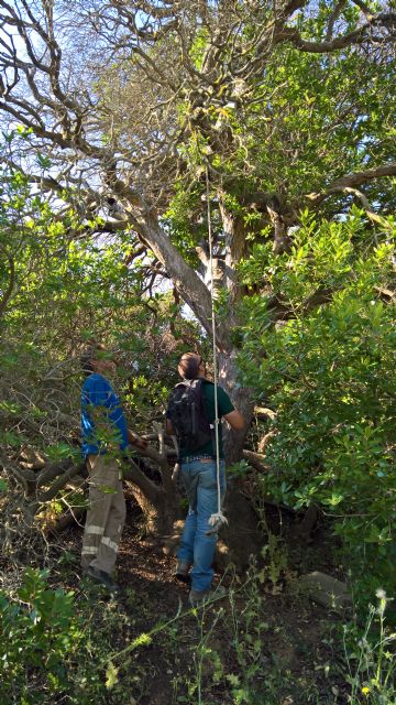 Lorca contará con su primer catálogo del Patrimonio Arbóreo para mejorar el mantenimiento de los árboles más destacados - 1, Foto 1