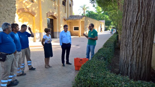 Lorca contará con su primer catálogo del Patrimonio Arbóreo para mejorar el mantenimiento de los árboles más destacados - 2, Foto 2