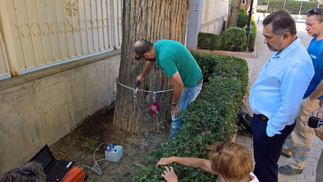 Lorca contará con su primer catálogo del Patrimonio Arbóreo para mejorar el mantenimiento de los árboles más destacados - 3, Foto 3