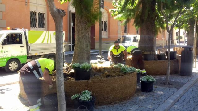 El Ayuntamiento reforma más de una veintena de 'anillos' colocados bajo las casuarinas de la Plaza del Romea - 1, Foto 1