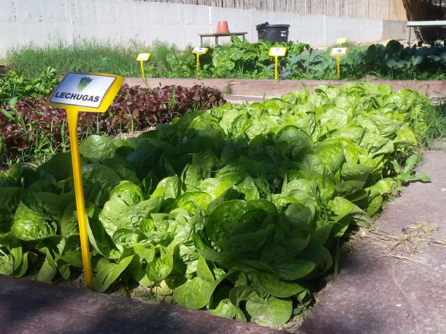 Estudiantes de 19 colegios aprenden valores de educación ambiental y para la salud en el IV Concurso de huertos escolares ecológicos - 1, Foto 1