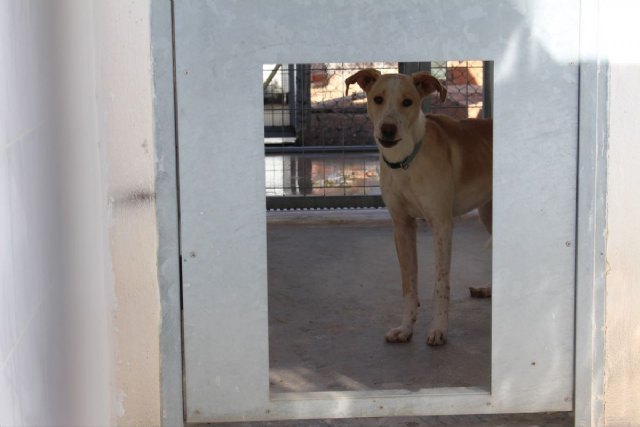 Reanudada la licitación para la gestión del Centro de Atención y Tratamiento de Animales Domésticos - 1, Foto 1