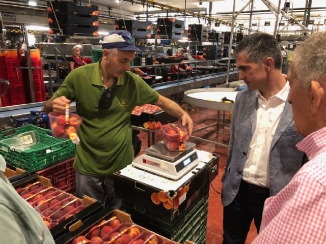 Las cooperativas de cítricos y frutas de la Región aumentan su producción de media un 10 por ciento en lo que llevamos de año - 2, Foto 2