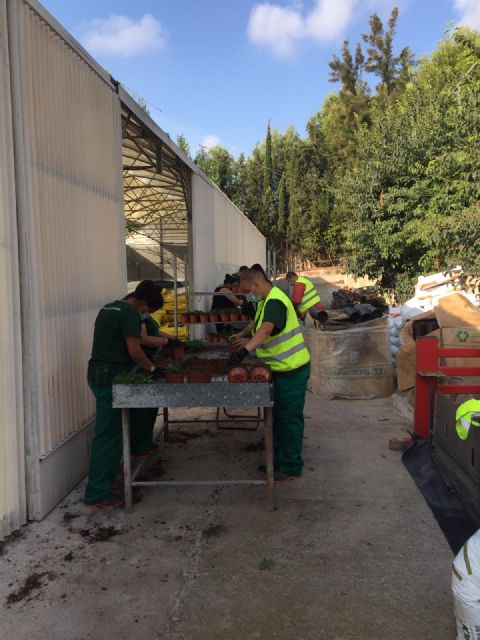 El Ayuntamiento de Lorca inicia los trabajos para la producción de las flores de pascua que lucirán en unos meses en las zonas verdes del municipio - 1, Foto 1