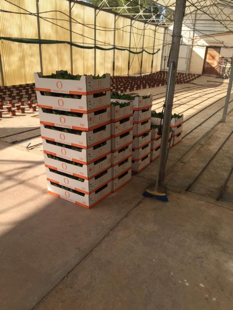 El Ayuntamiento de Lorca inicia los trabajos para la producción de las flores de pascua que lucirán en unos meses en las zonas verdes del municipio - 2, Foto 2