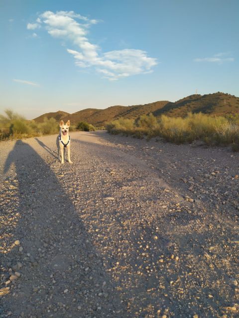 El Ayuntamiento de Puerto Lumbreras suscribe un convenio para la recogida y defensa de los animales de compañía - 2, Foto 2