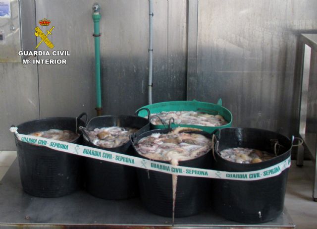 La Guardia Civil detecta la pesca ilícita de cerca de 200 kilos de pulpo en Águilas - 4, Foto 4