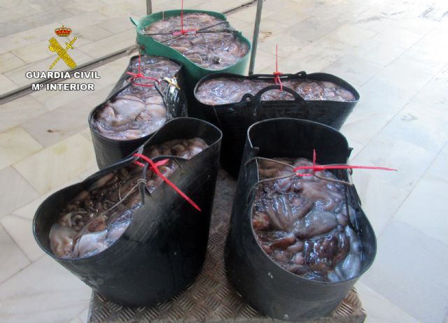 La Guardia Civil detecta la pesca ilícita de cerca de 200 kilos de pulpo en Águilas - 5, Foto 5