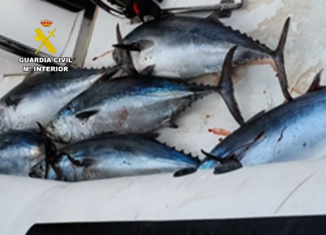La Guardia Civil detecta la pesca ilegal en aguas de El Gorguel-Cartagena - 3, Foto 3