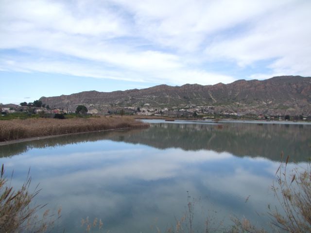 ANSE reclama escalas para anguilas y otros peces con motivo de obras en la presa del Azud de Ojós - 4, Foto 4