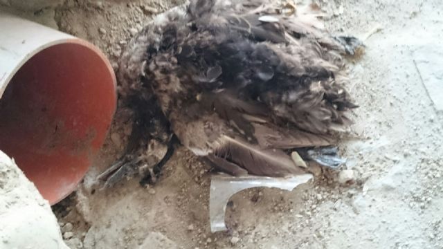 Cambiemos Murcia denuncia la acumulación de basuras en la orilla del río Segura - 3, Foto 3