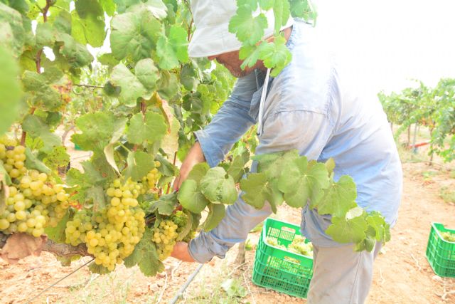 Estudiantes, profesores y voluntarios vendimian el próximo martes en los viñedos de la UPCT - 1, Foto 1