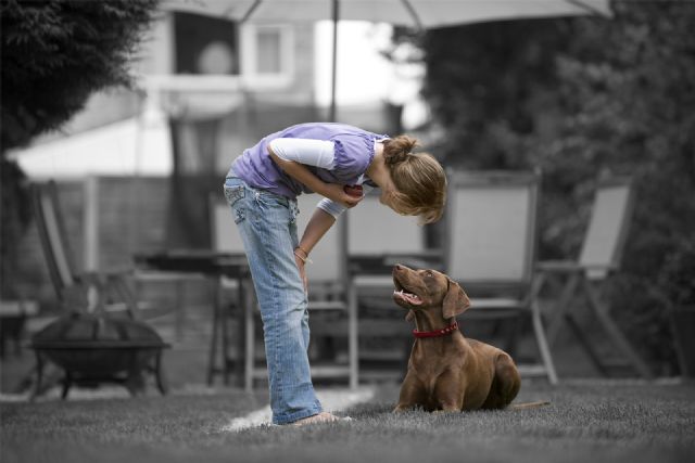 Así es como debes actuar si te encuentras a un perro abandonado - 1, Foto 1