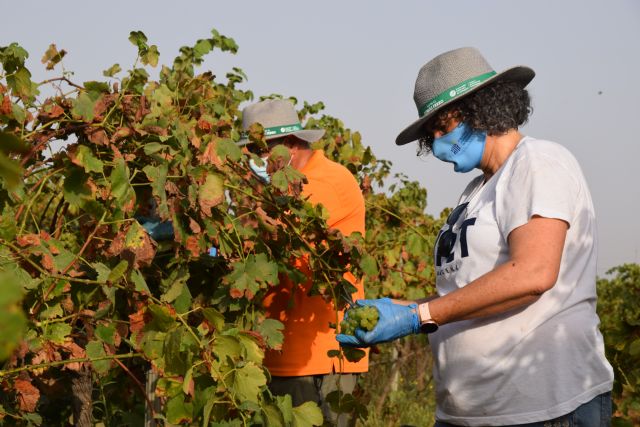 Estudiantes y profesores voluntarios vendimian 6.000 kilos de uva en los viñedos de la UPCT - 1, Foto 1