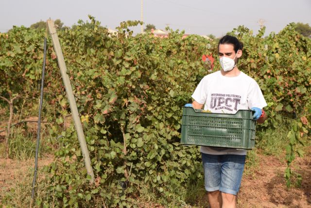 Estudiantes y profesores voluntarios vendimian 6.000 kilos de uva en los viñedos de la UPCT - 2, Foto 2