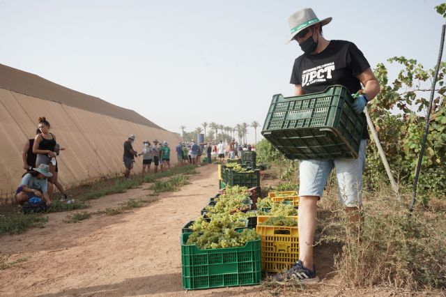 Estudiantes y profesores voluntarios vendimian 6.000 kilos de uva en los viñedos de la UPCT - 3, Foto 3