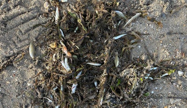 Nuevo episodio de anoxia en el MarMenor - 1, Foto 1