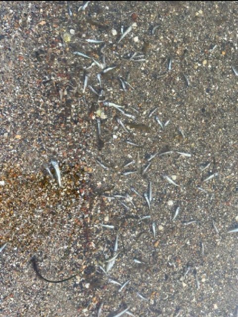 Nuevo episodio de anoxia en el MarMenor - 2, Foto 2