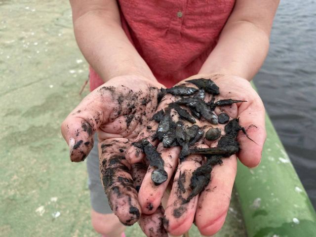 Podemos pide la dimisión de Luengo ante el nuevo episodio de mortandad masiva de peces en el Mar Menor - 1, Foto 1