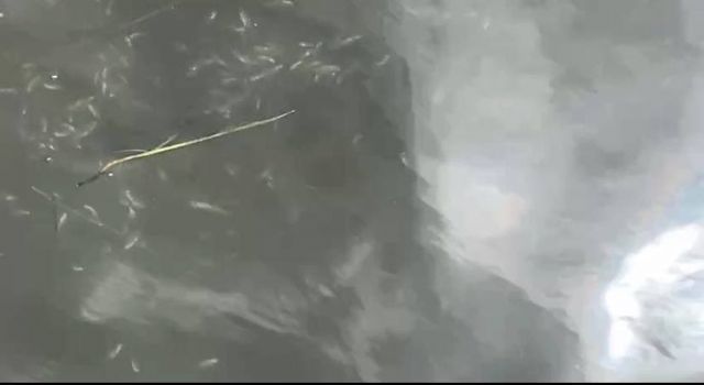 Podemos pide la dimisión de Luengo ante el nuevo episodio de mortandad masiva de peces en el Mar Menor - 4, Foto 4