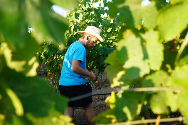 Estudiantes, profesores y personal se reencuentran en la Fiesta de la Vendimia de la UPCT 2022 - 1, Foto 1