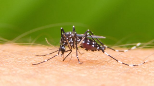 Totana participa en el Sistema Regional de Vigilancia Entomológica del Mosquito Tigre para controlar su presencia en espacios públicos del municipio, Foto 1