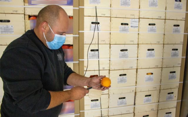 Intercitrus pide a la UE que Sudáfrica acredite con pruebas que cumple el cold treatment e insiste en ampliarlo a mandarinas - 3, Foto 3