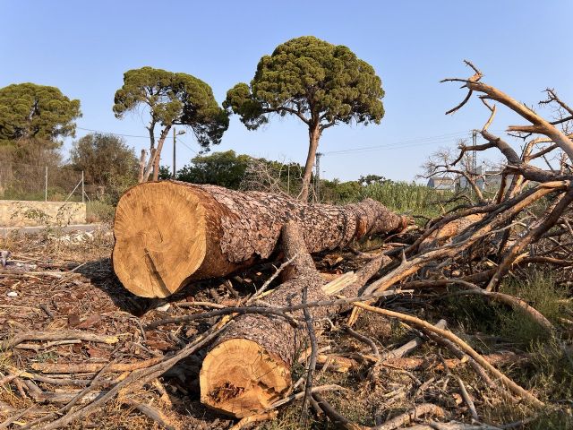 Huermur denuncia la muerte del 70% de los pinos centenarios de Churra, protegidos por ley - 1, Foto 1