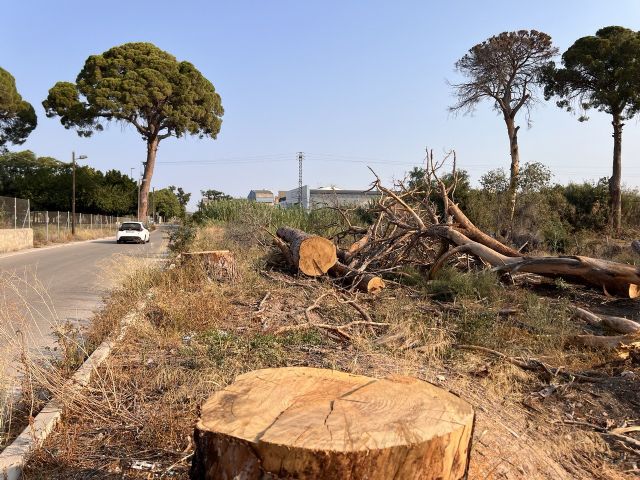 Huermur denuncia la muerte del 70% de los pinos centenarios de Churra, protegidos por ley - 2, Foto 2