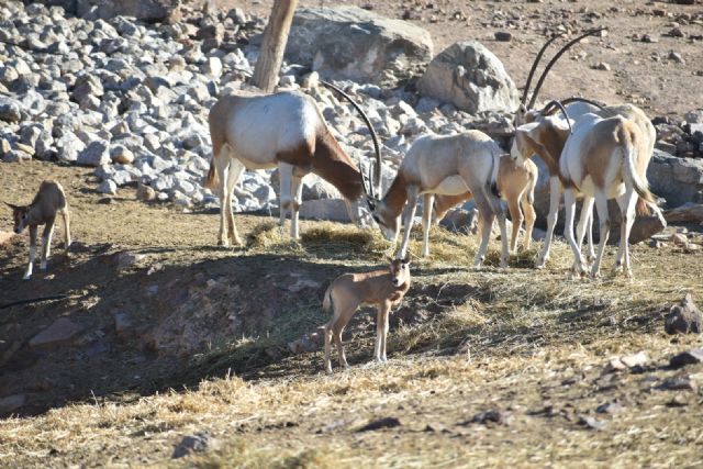 Terra Natura Murcia se suma al Día Mundial del Oryx Cimitarra con una de las mayores manadas del país - 1, Foto 1