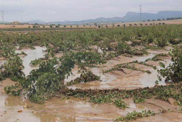 La Oficina Comarcal Agraria y el Ayuntamiento ponen a disposición formularios para declarar daños por las lluvias - 1, Foto 1