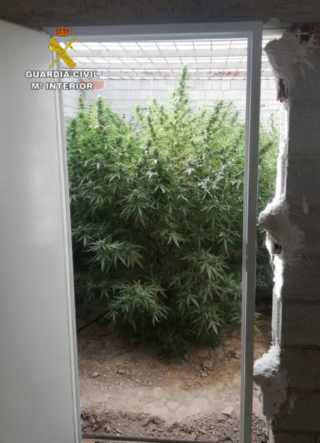 La Guardia Civil desmantela dos plantaciones de marihuana en Abanilla - 5, Foto 5
